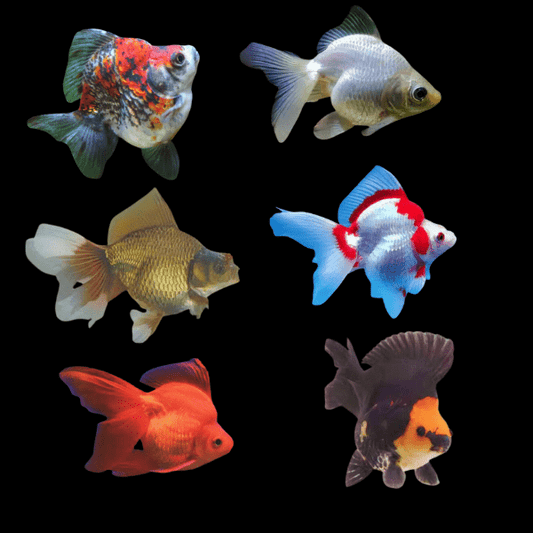 Ryukin Fish Care