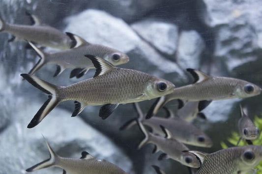 Silver Shark Size Tank