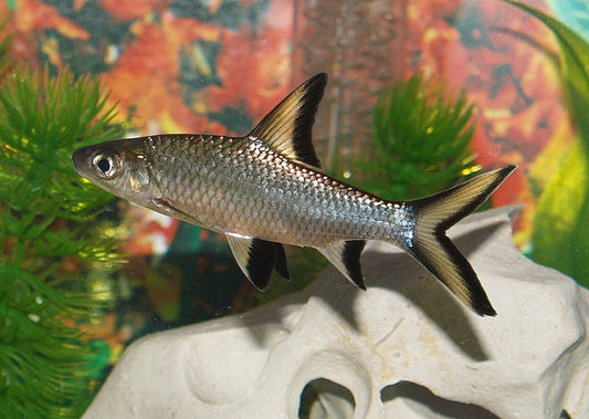 Silver Shark Food