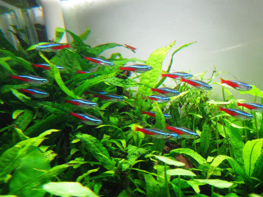 Benefits of Neon Tetra | Go Fish Aquariums
