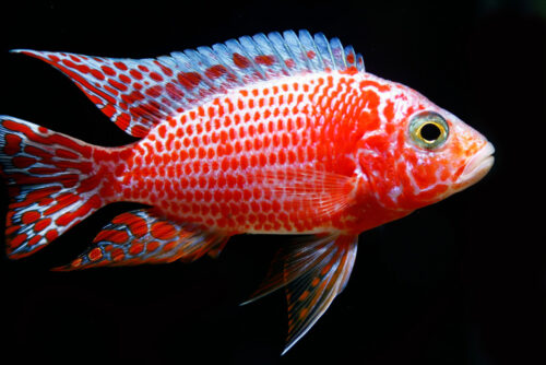 Peacock Cichlid Colourful
