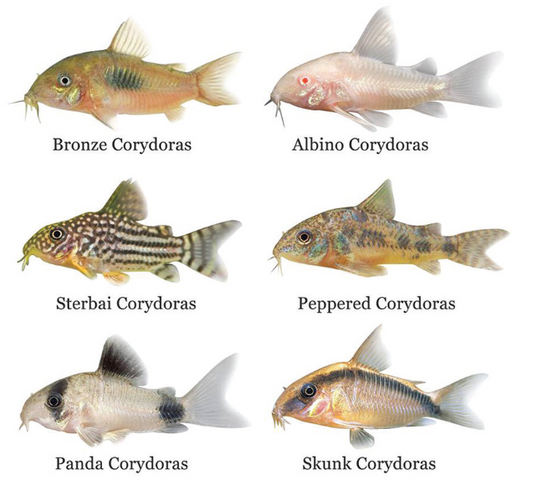 Corydoras Fish Types