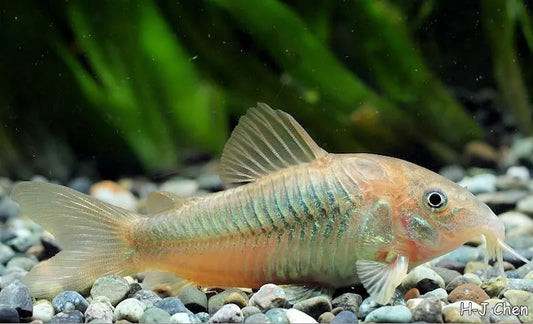 Types of Corydoras Fish