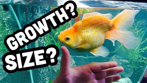 Fantail Goldfish Size