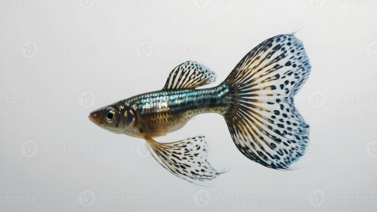 Guppy Fish Best Fish | Go Fish Aquariums