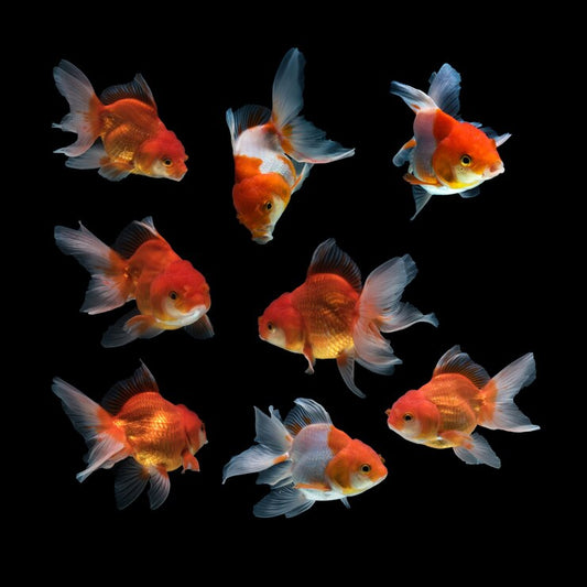 Types of Ryukin Fish | Go Fish Aquariums