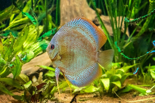Discus Fish | Go Fish Aquariums