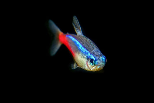 Neon Tetra Water Parameters