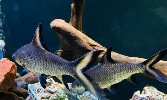 Silver Shark Live