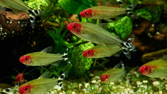 Rummynose Tetra Lifespan