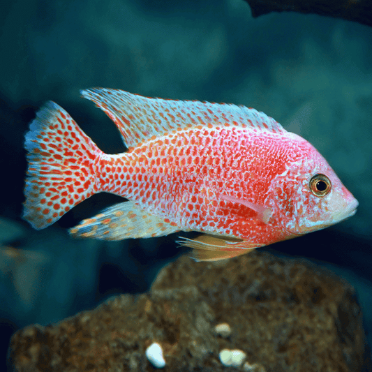 Check our Peacock Cichlid