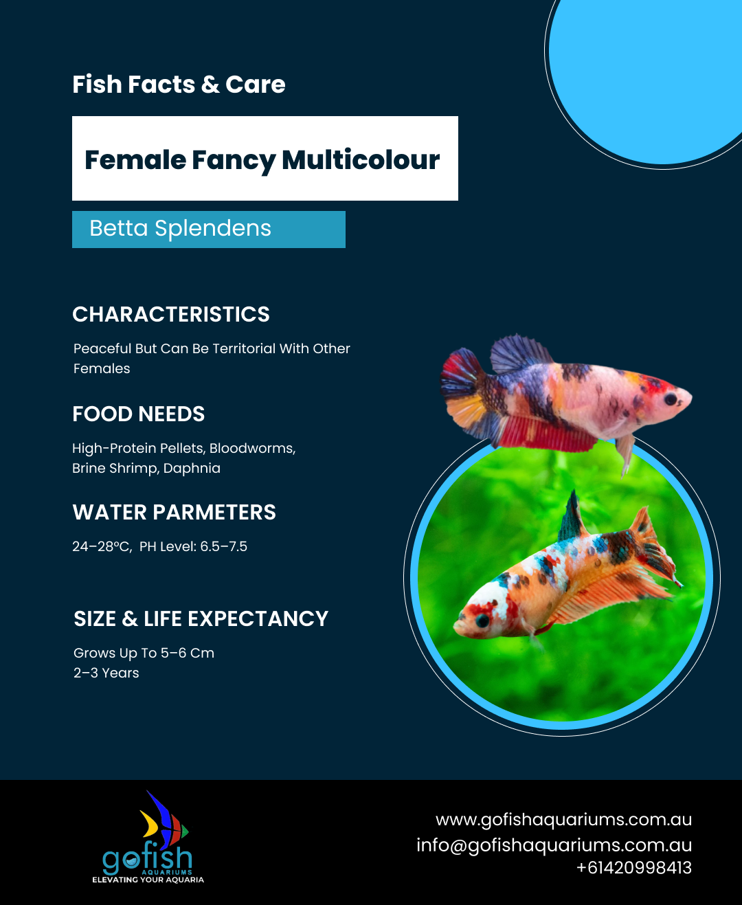 Female Fancy Multicolour