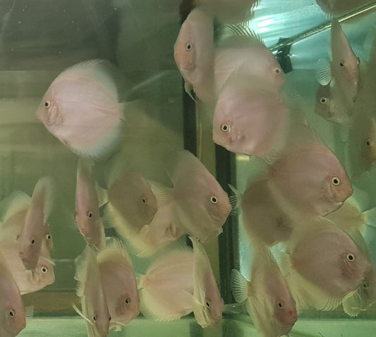 Premium Angel Fish, vibrant and healthy.