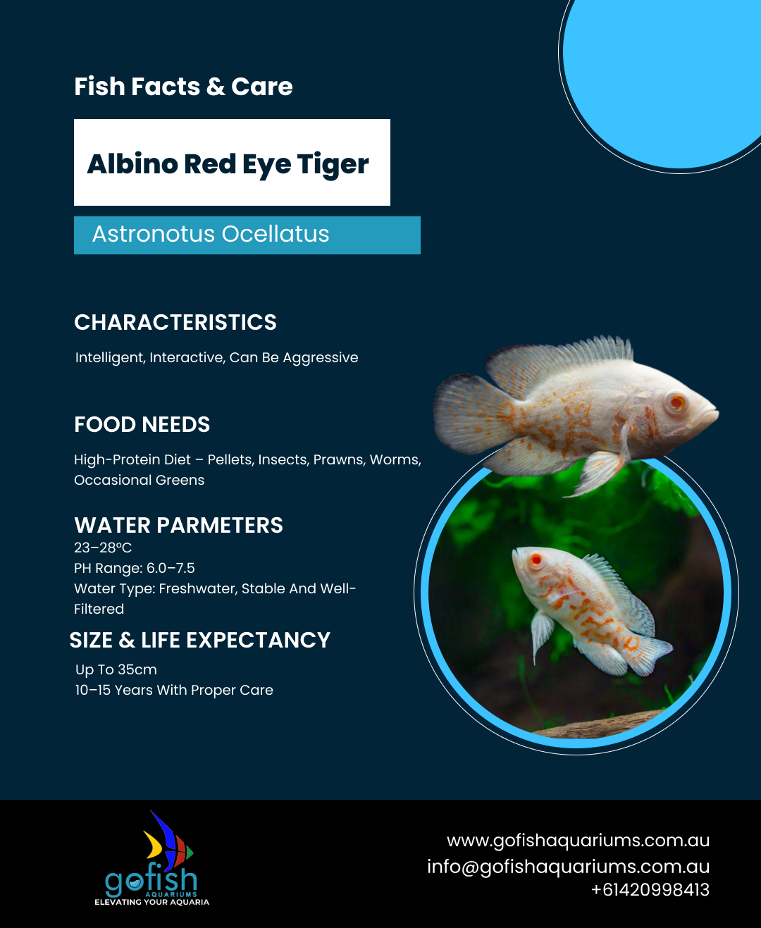 Albino Red Eye Tiger Oscar