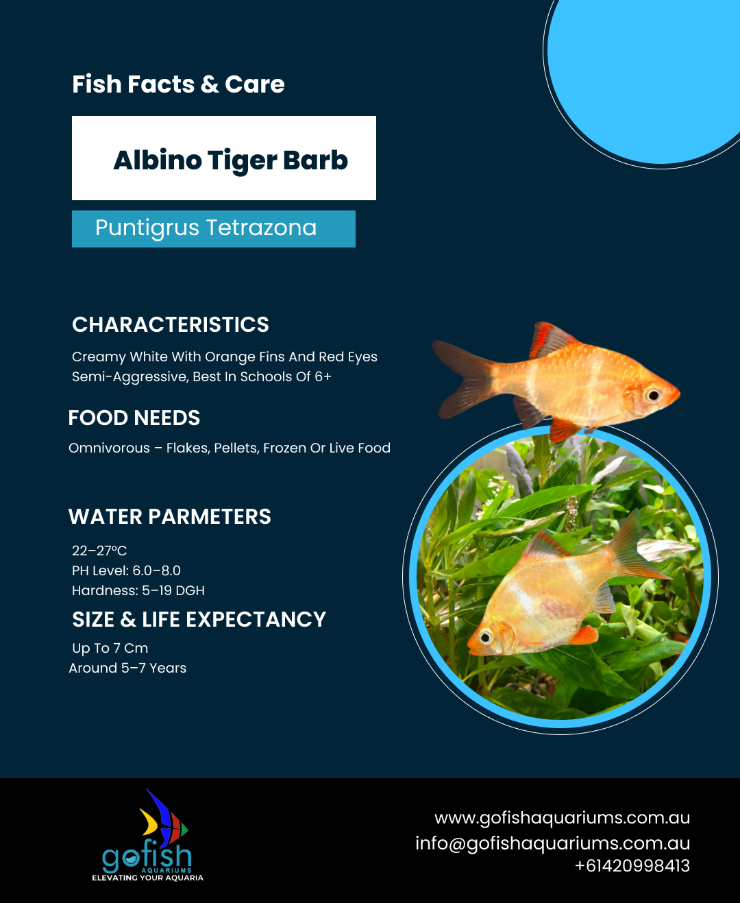 Albino Tiger Barb