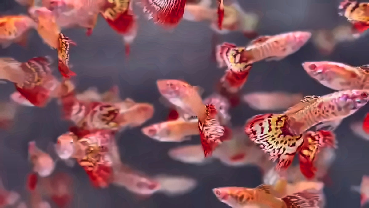 Albino Yellow Tiger Platinum Guppy (Male)