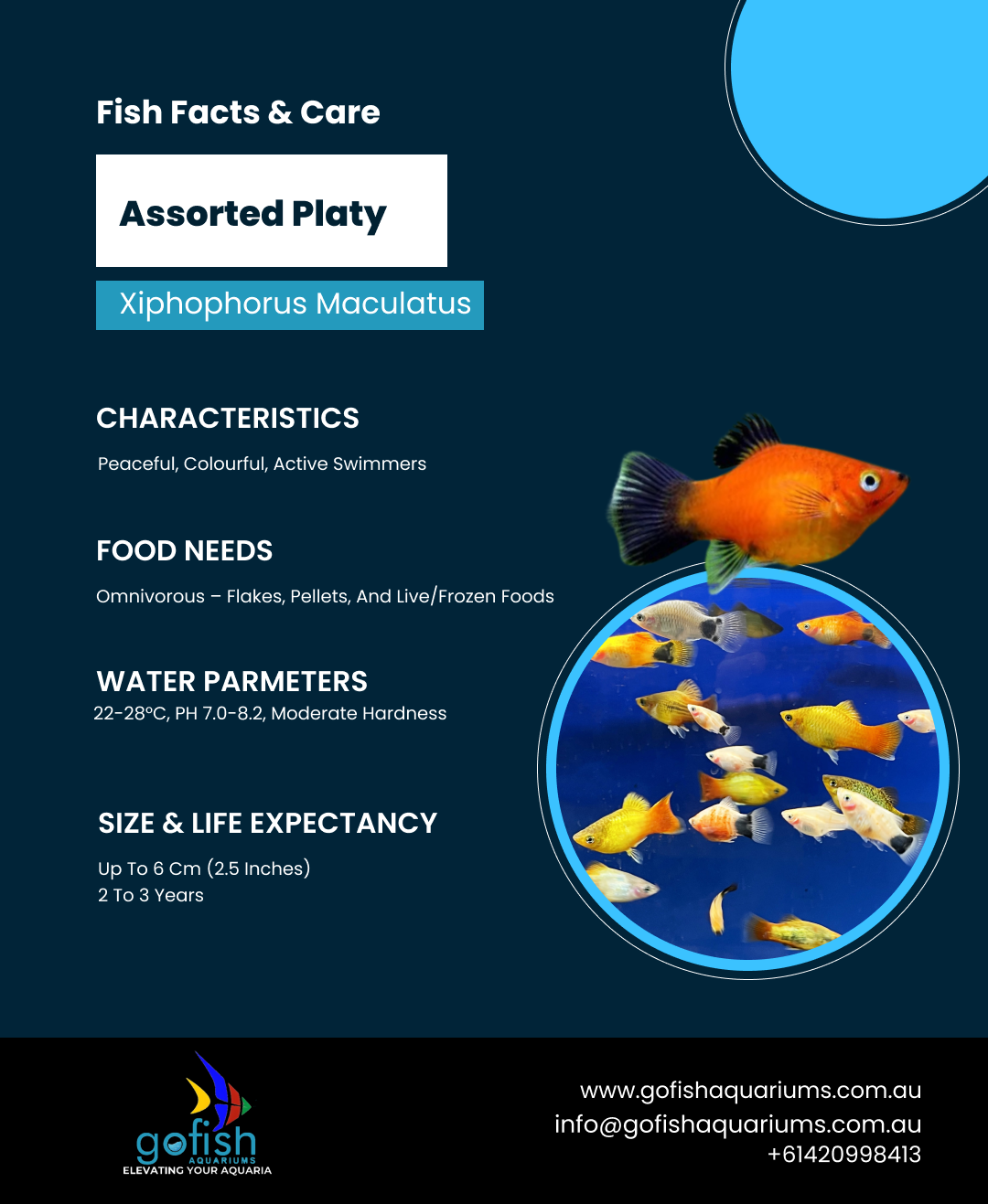 Assorted Platy