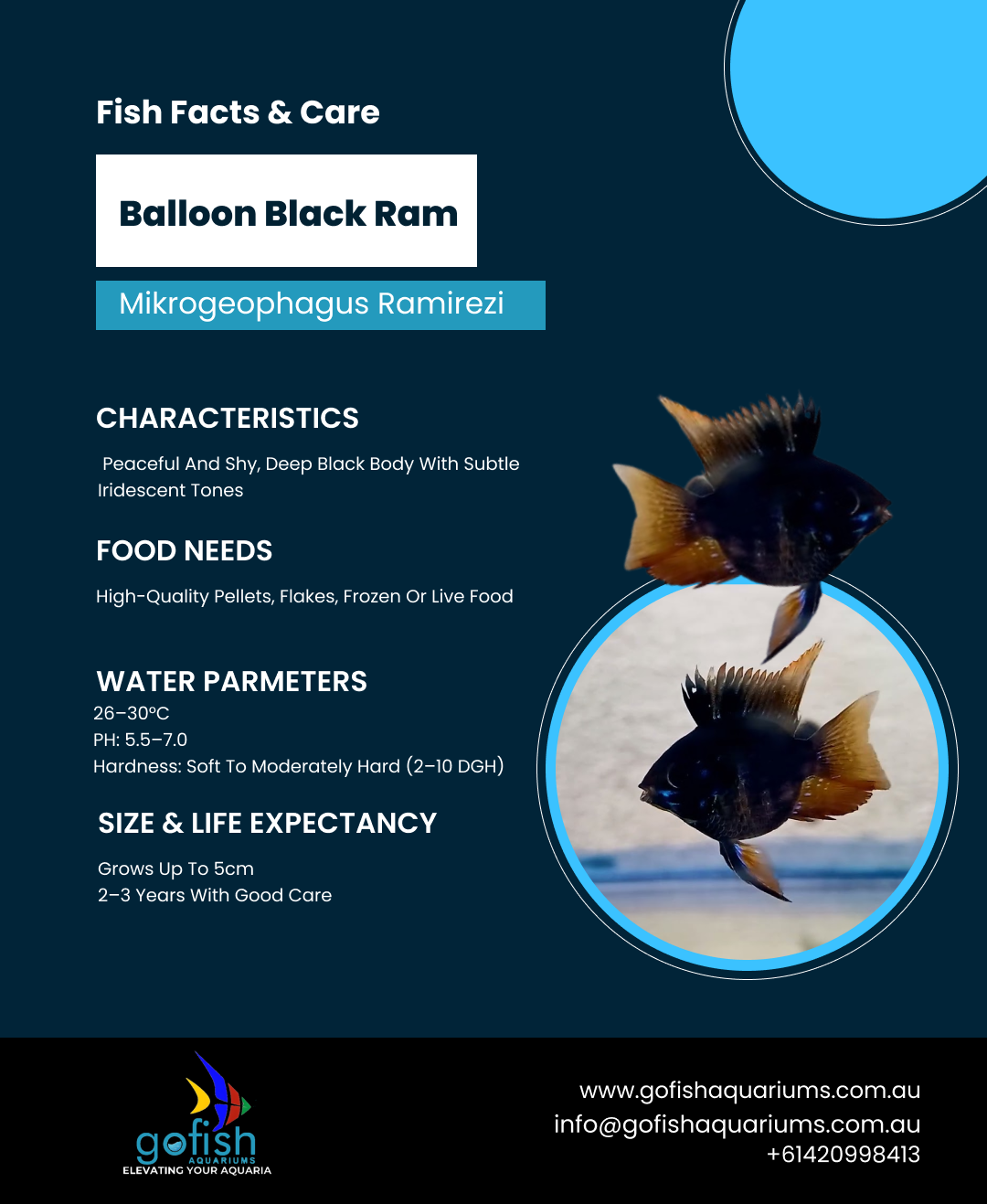 Balloon Black Ram
