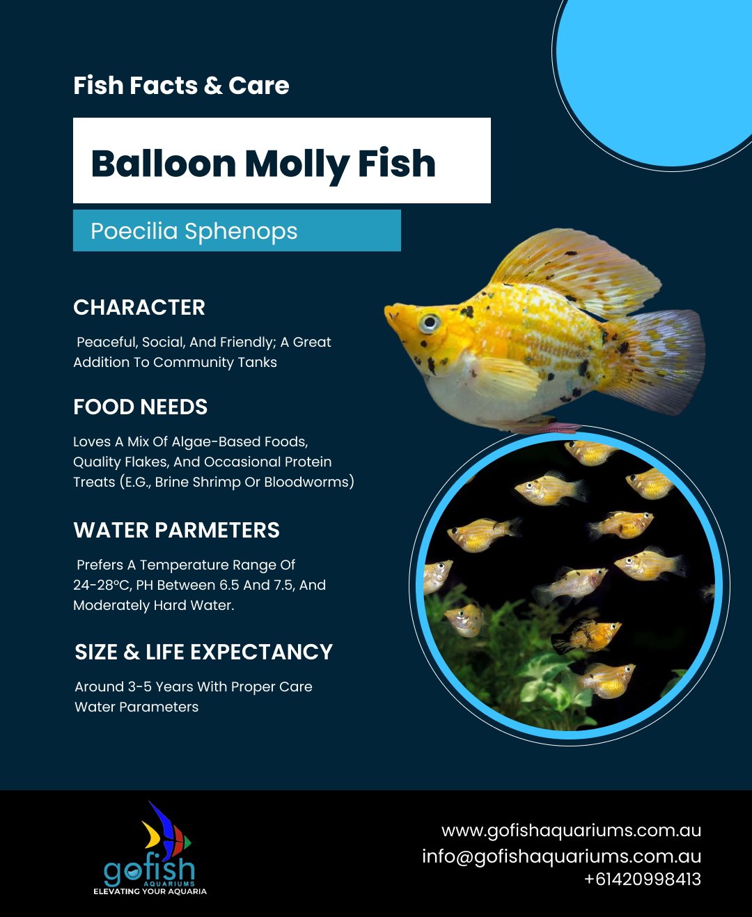 XL Golden King Balloon Molly