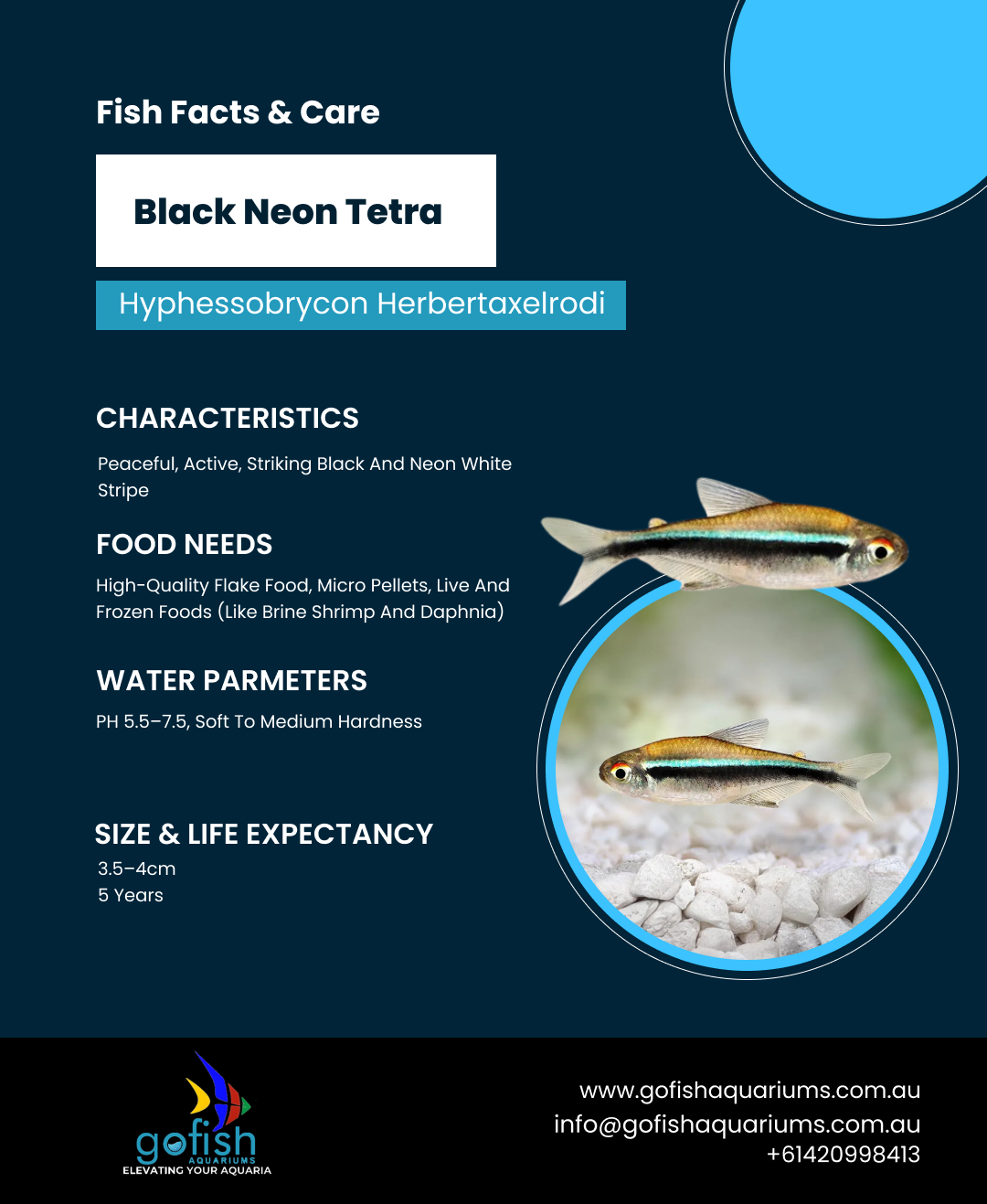 Black Neon Tetra