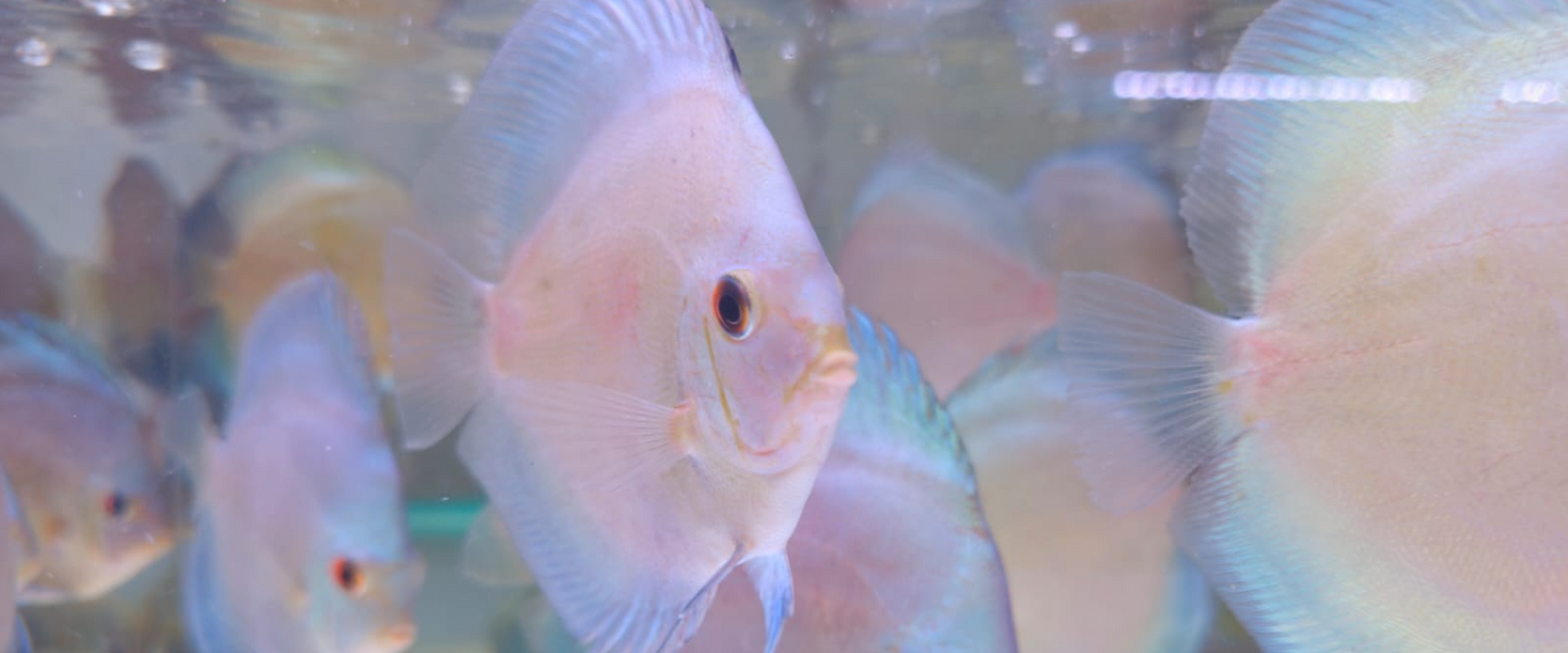 Best quality and vibrant colours Premium Discus fish