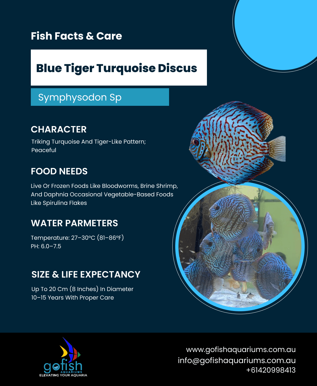 Blue Tiger Turquoise
