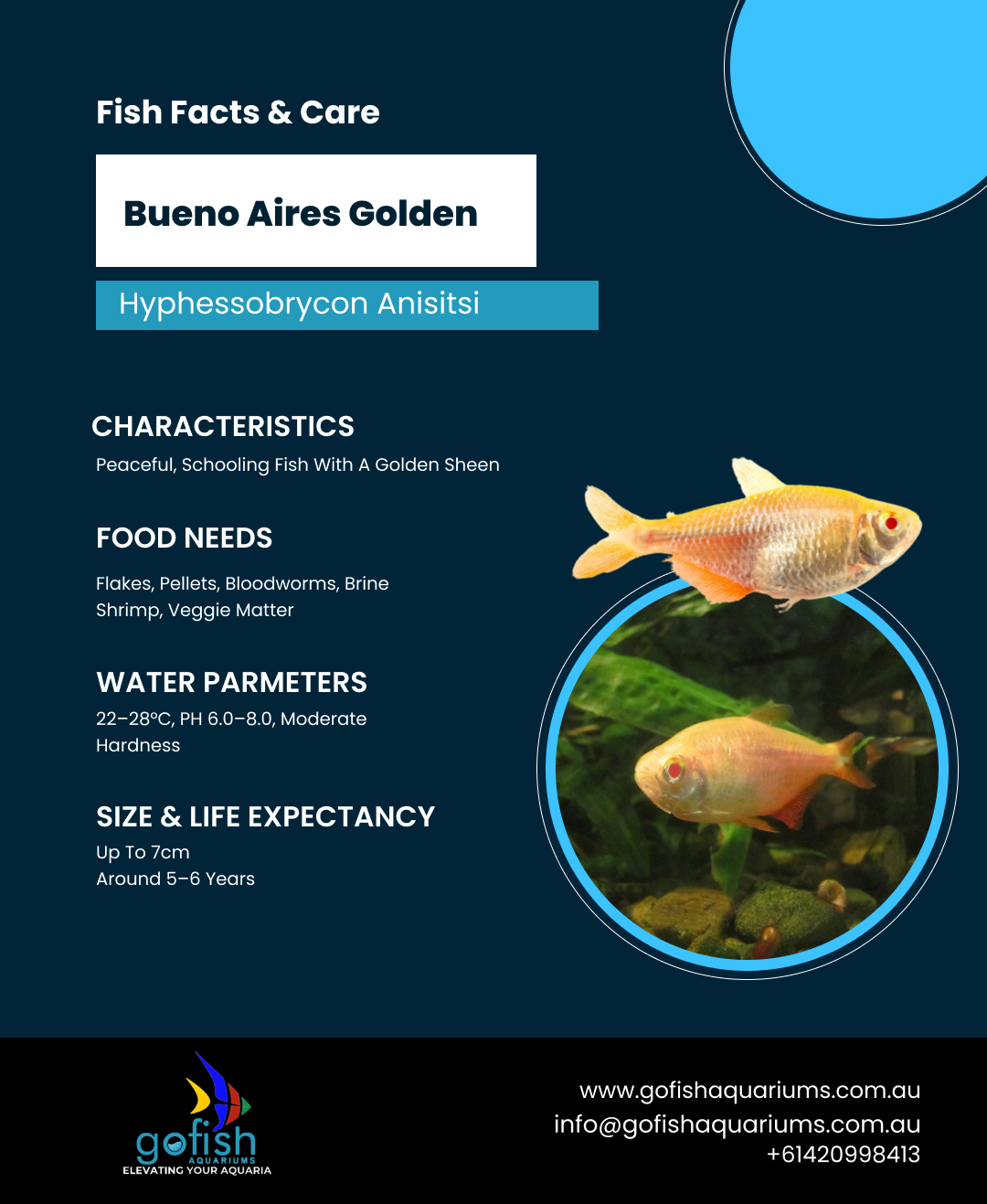 Bueno Aires Golden