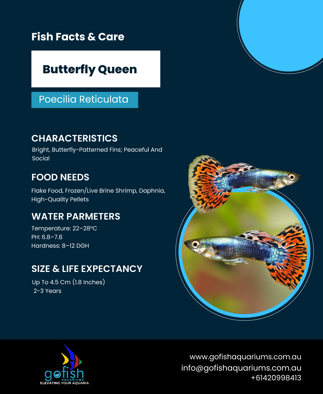 Butterfly Queen
