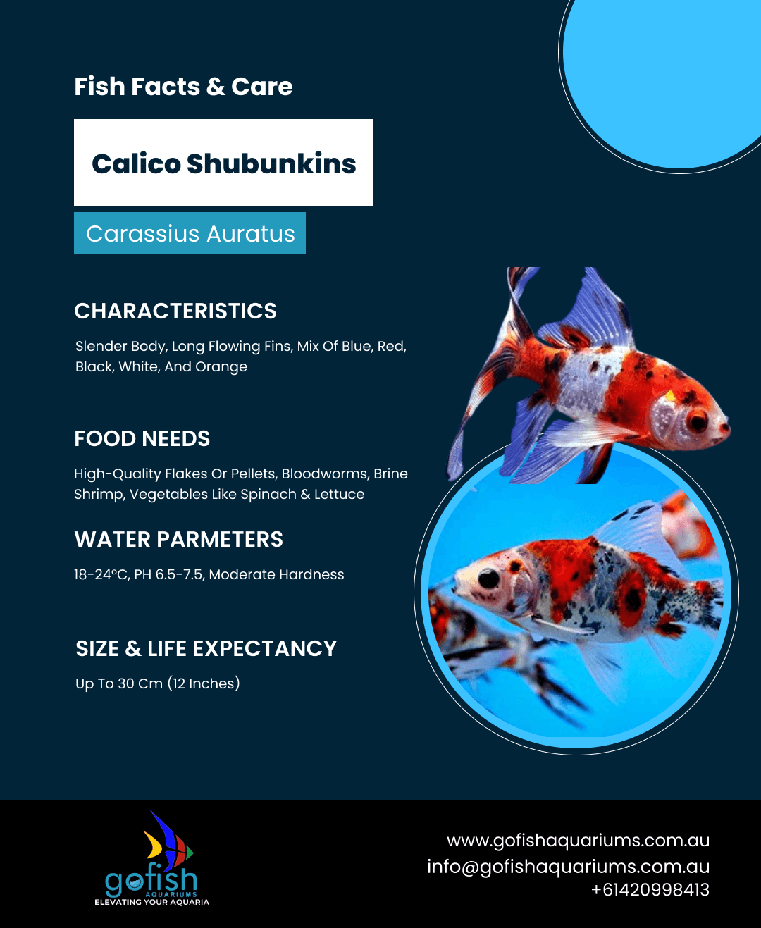 Calico Shubunkins