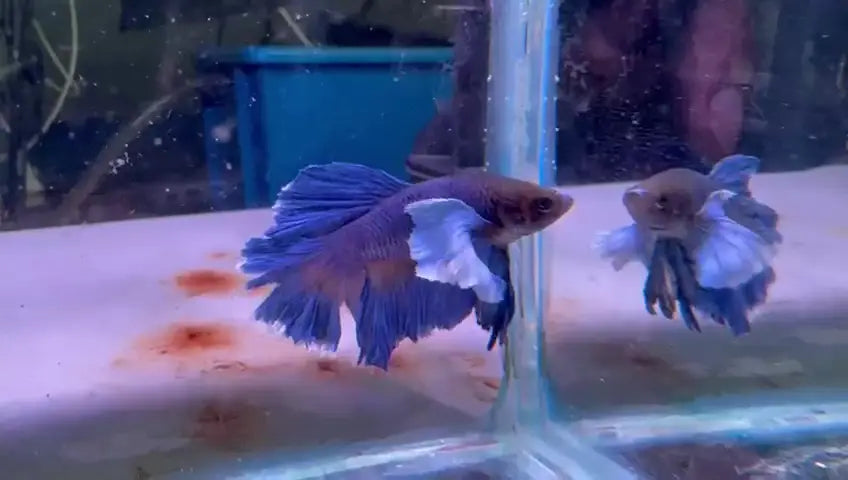Get your dream fish at Go Fish.
