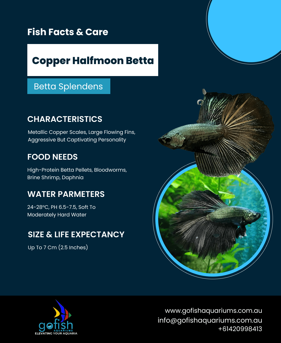Copper Halfmoon