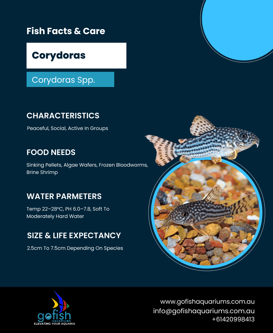 Three Stripe Corydoras