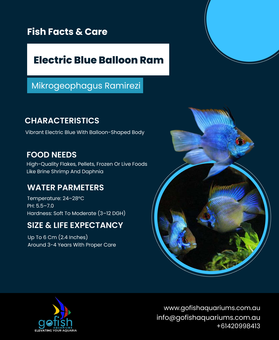 Electric Blue Balloon Ram