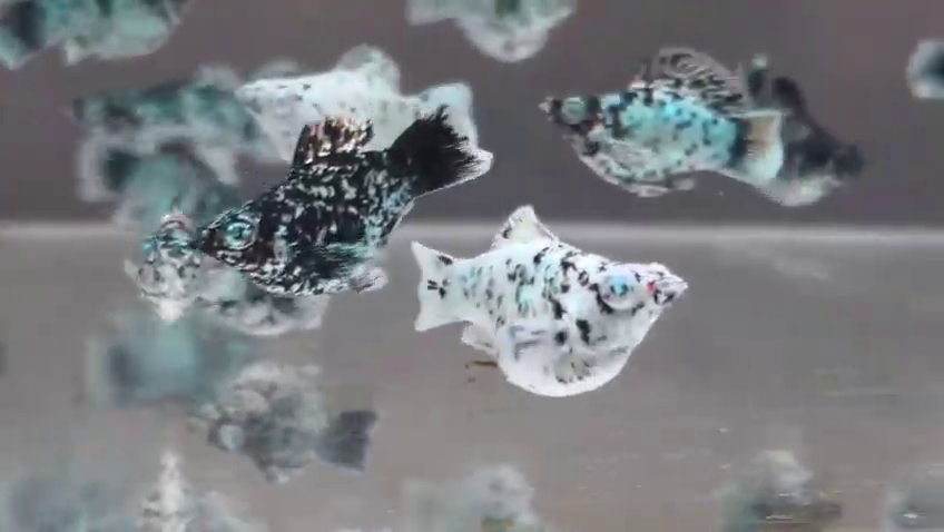 Elektrik Dalmatian Crystal Eye Molly