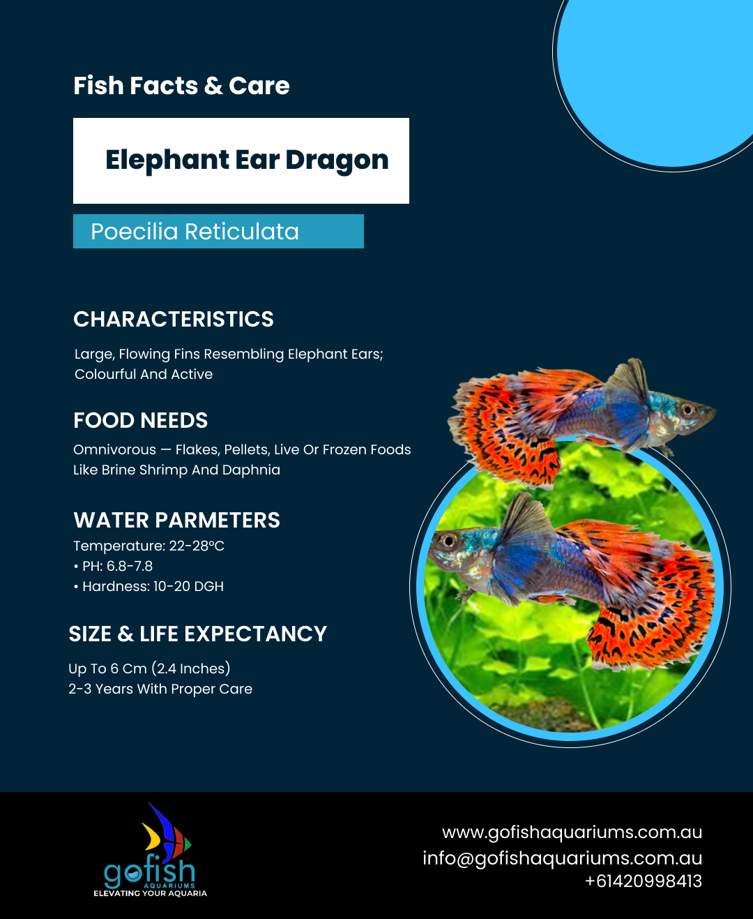 Elephant Ear Dragon