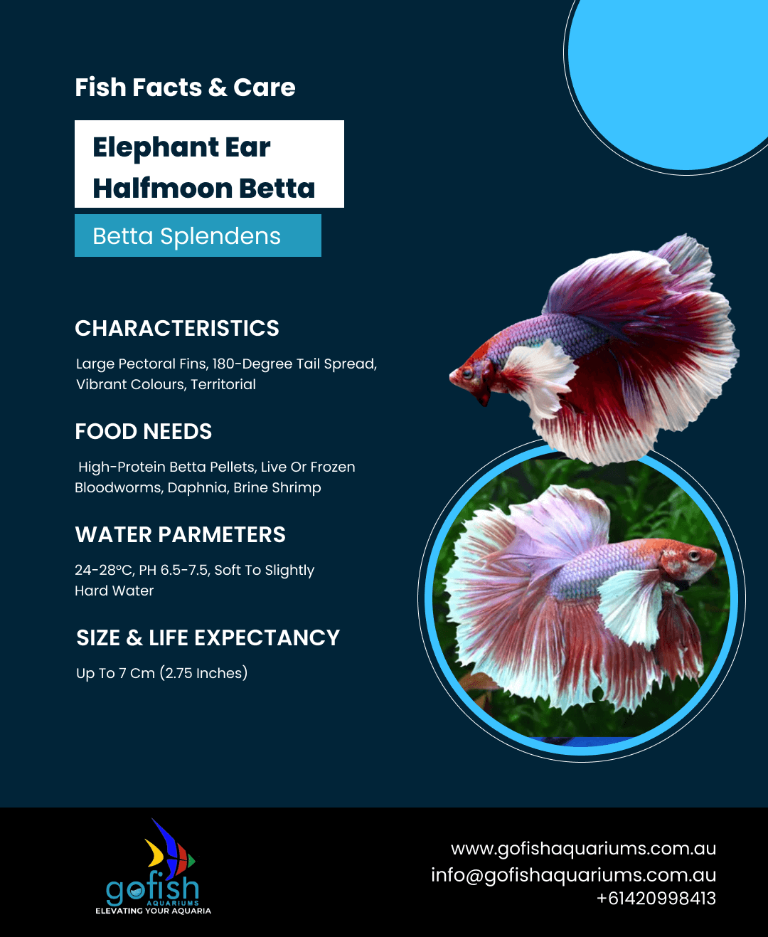Elephant Ear Halfmoon