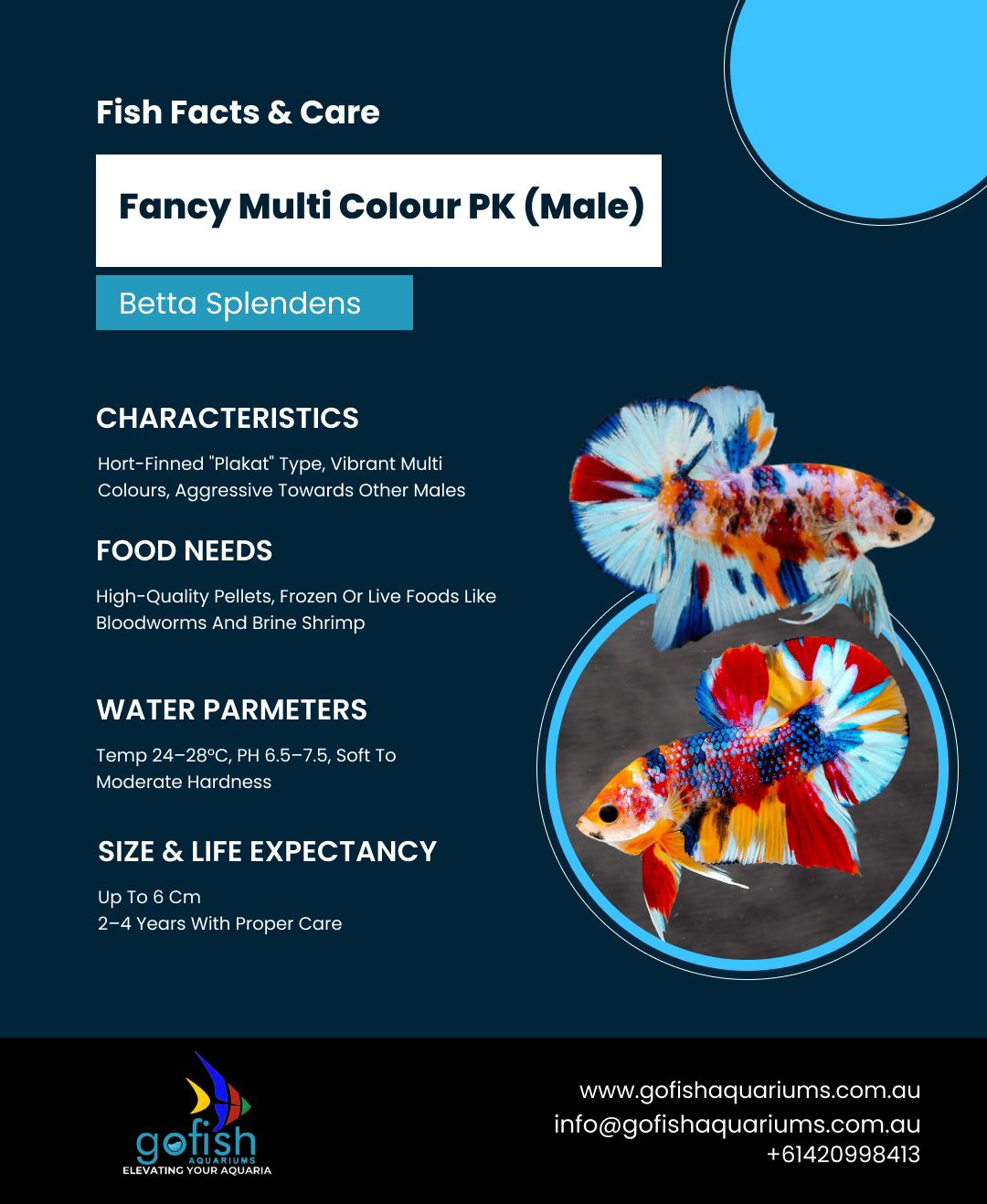 Fancy Multi Colour PK (Male)