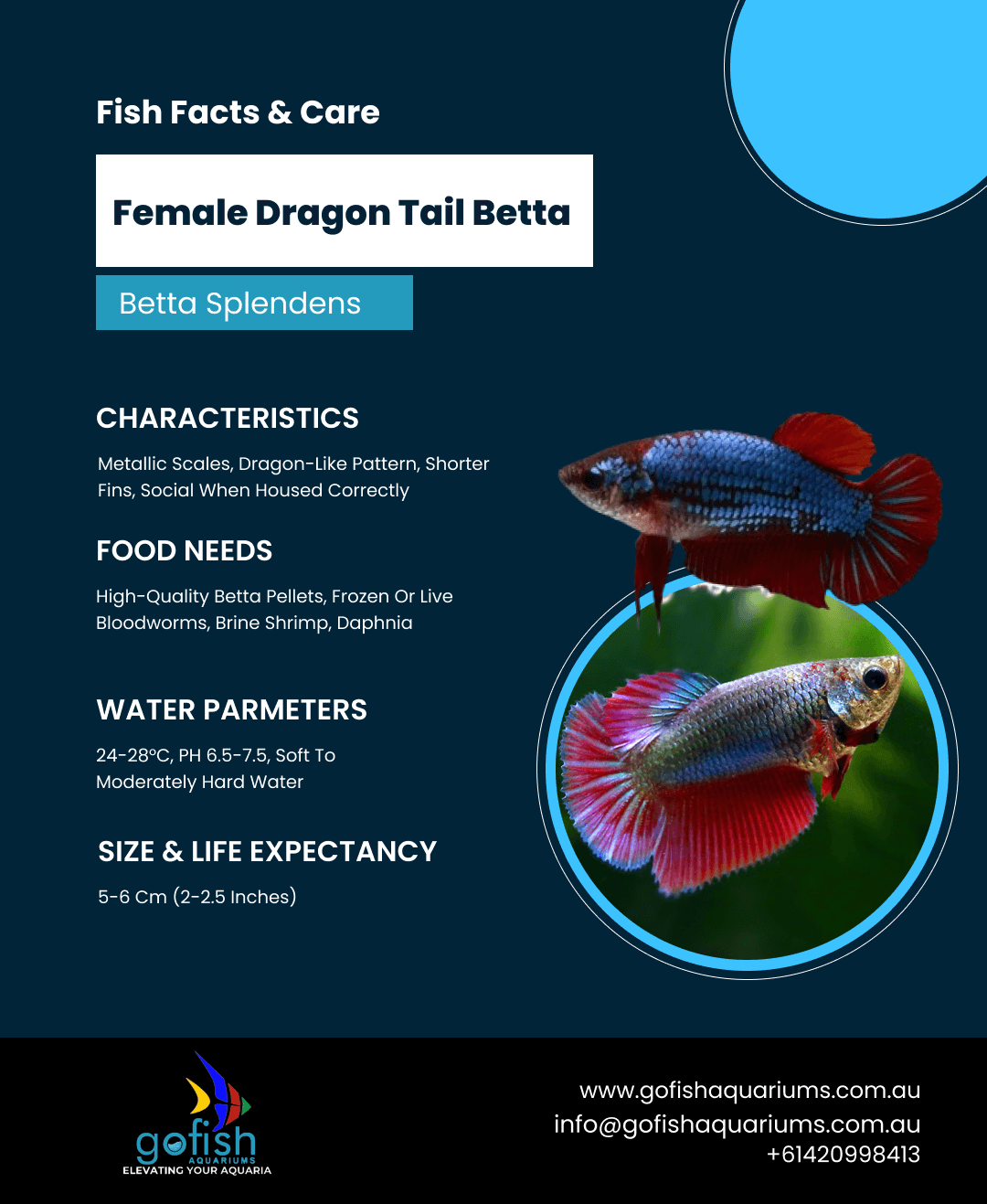 Female Dragon Tail