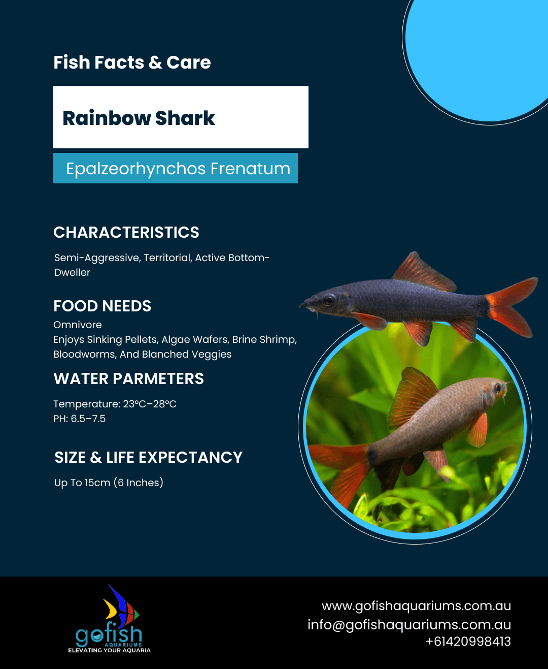 Rainbow Shark