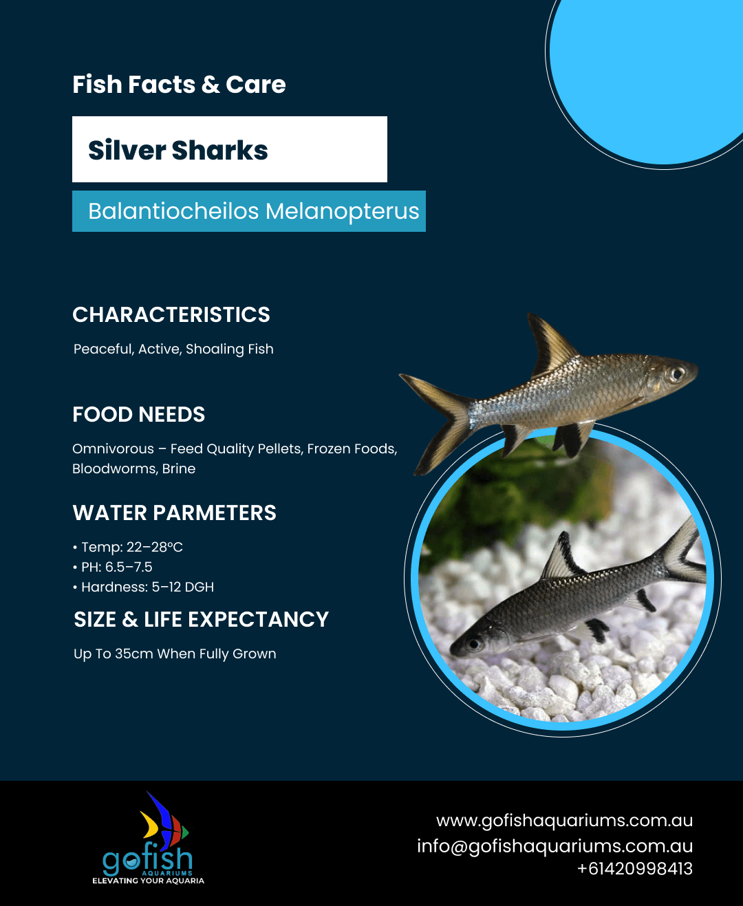 Silver Sharks