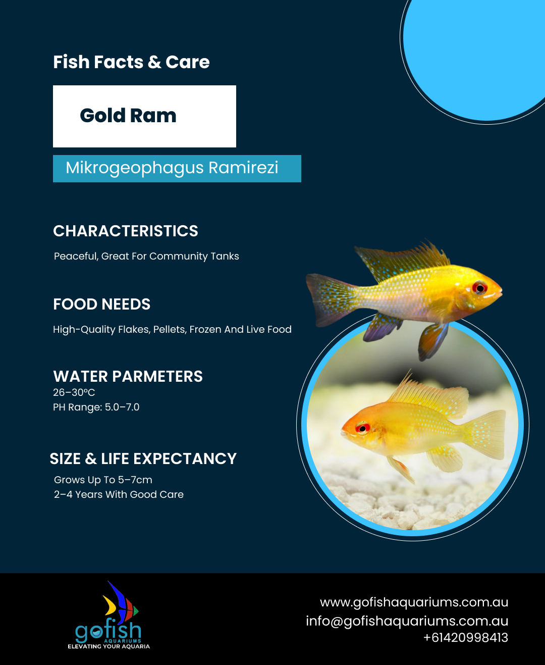 Gold Ram