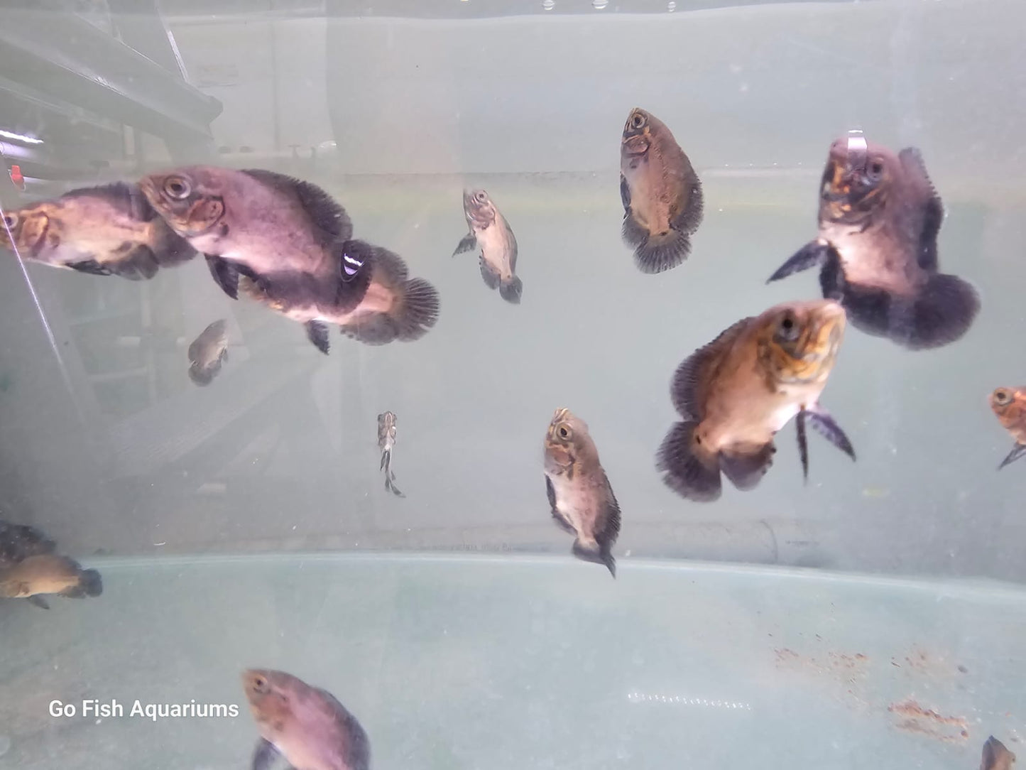 Kirin Ranchu: vibrant colours, unique patterns.