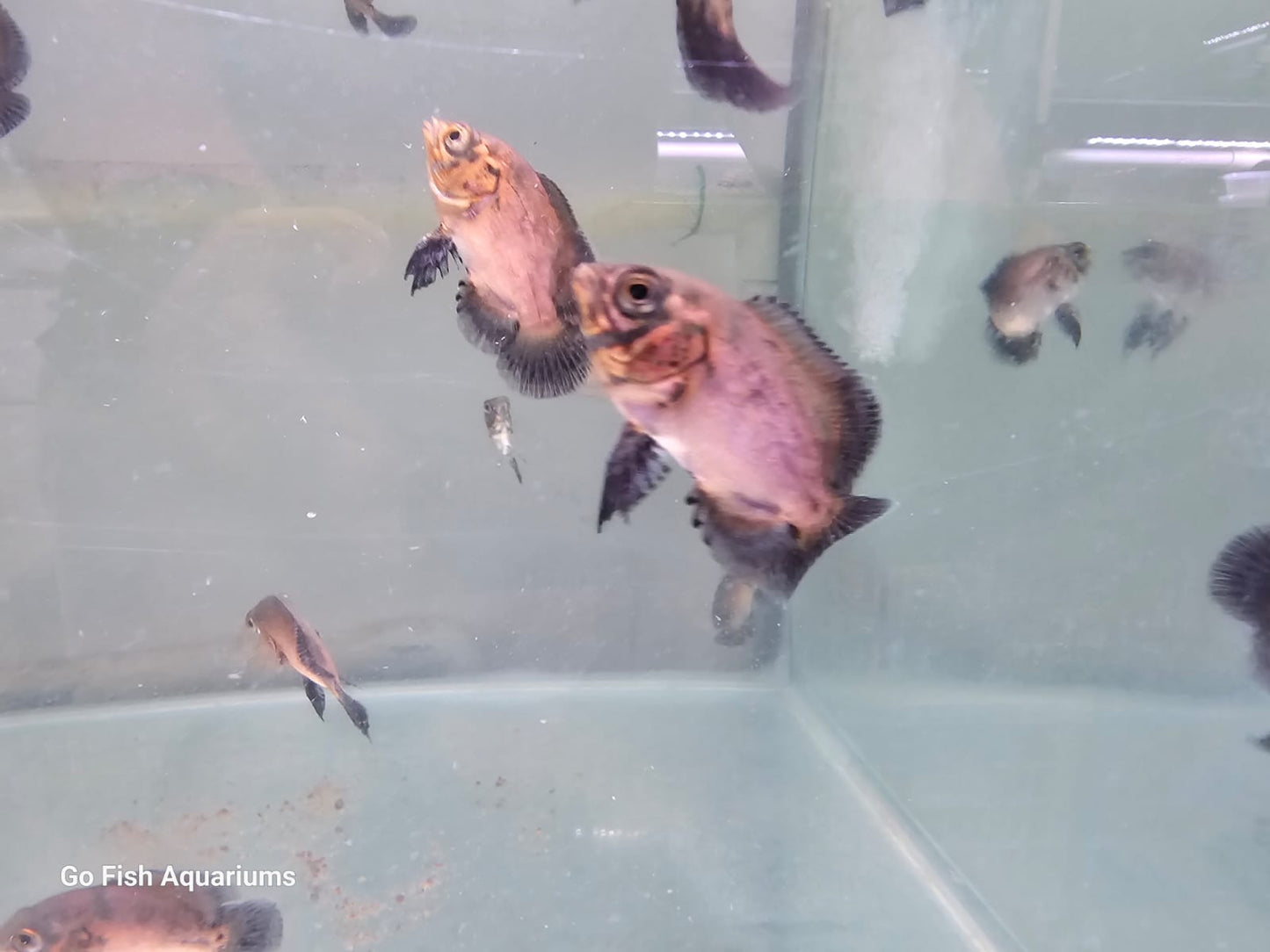 Kirin Ranchu: top quality goldfish variety.