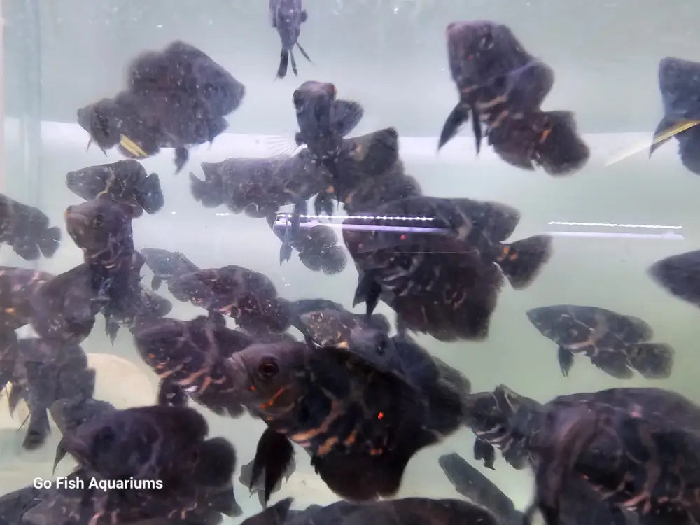Fish for sale: unique species in Australia.