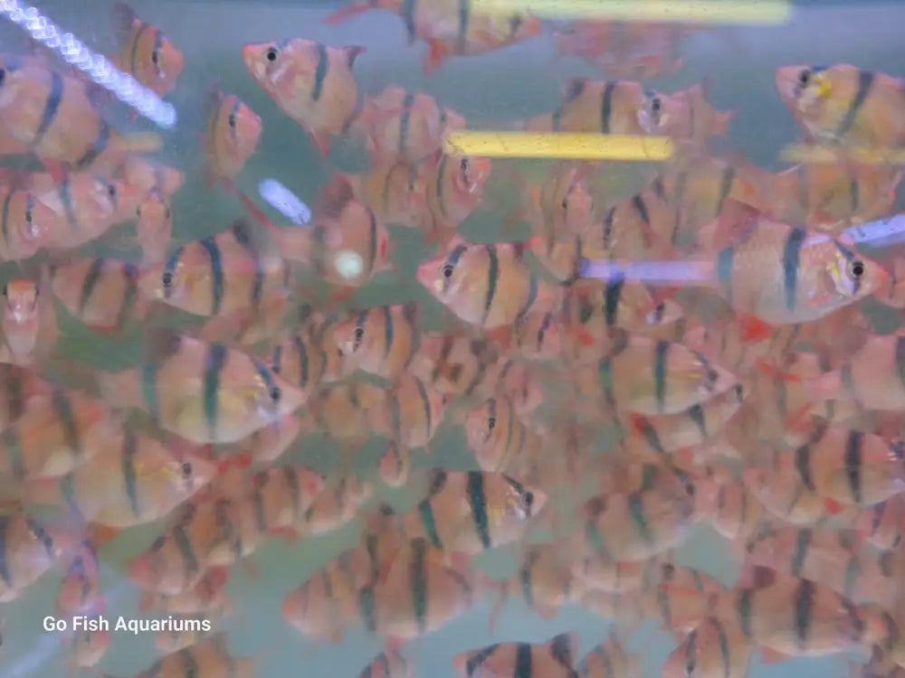 Local fish aquarium stores with variety.