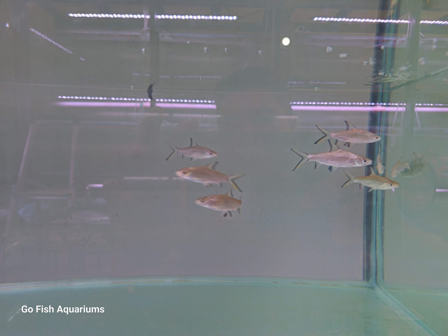Discover active Silver Shark varieties.
