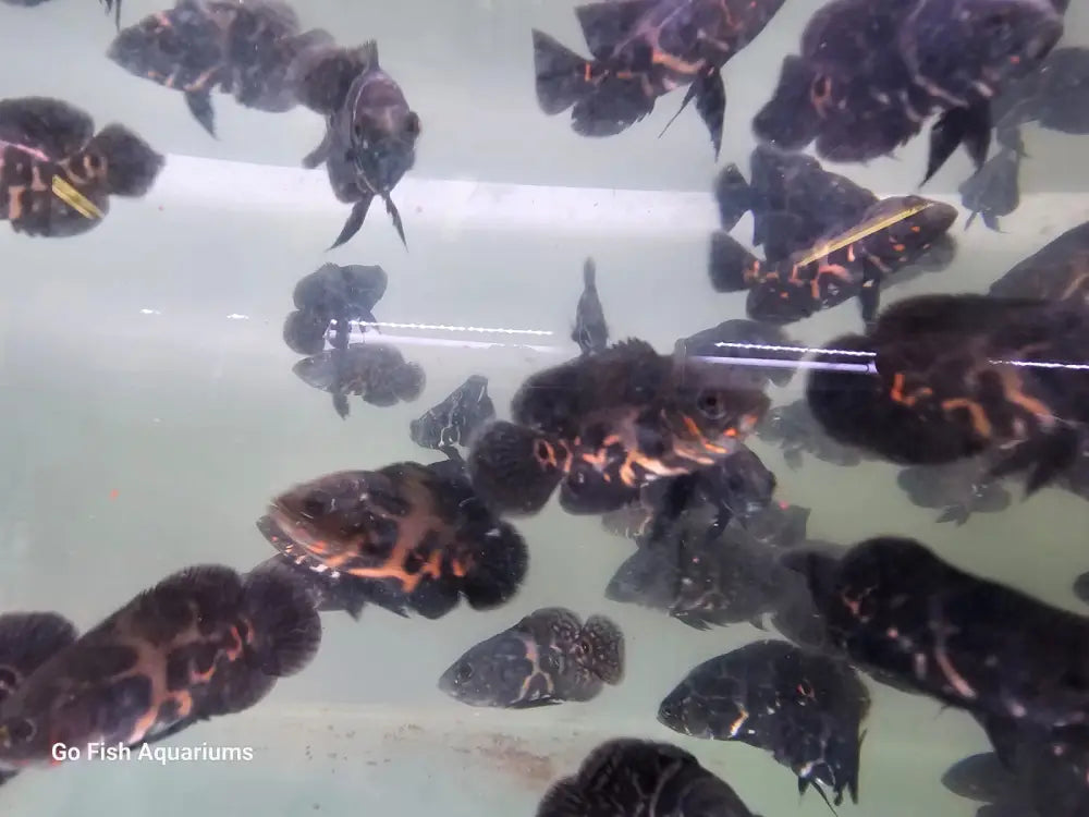 Australian fish for sale: healthy and vibrant.