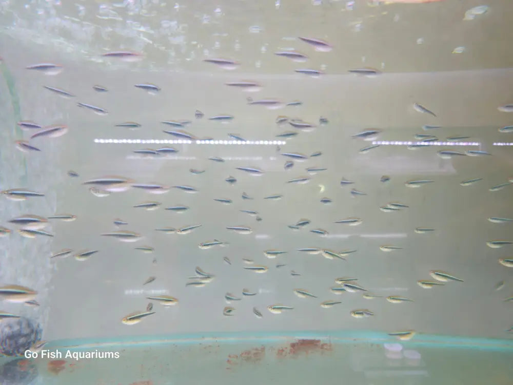 Fish aquarium stores with online shopping.