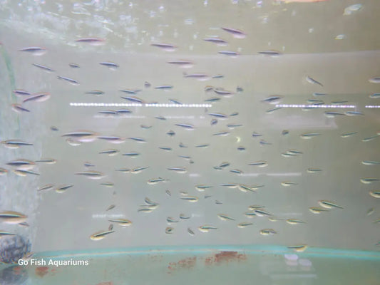 Fish aquarium stores with online shopping.