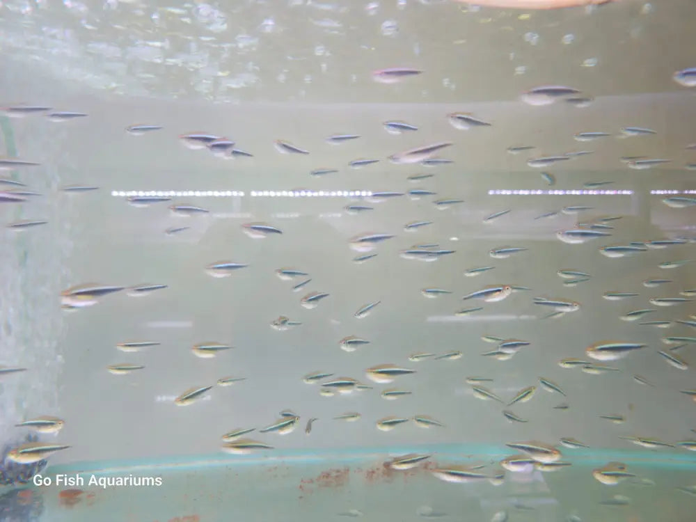 Fish aquarium stores for exotic fish.